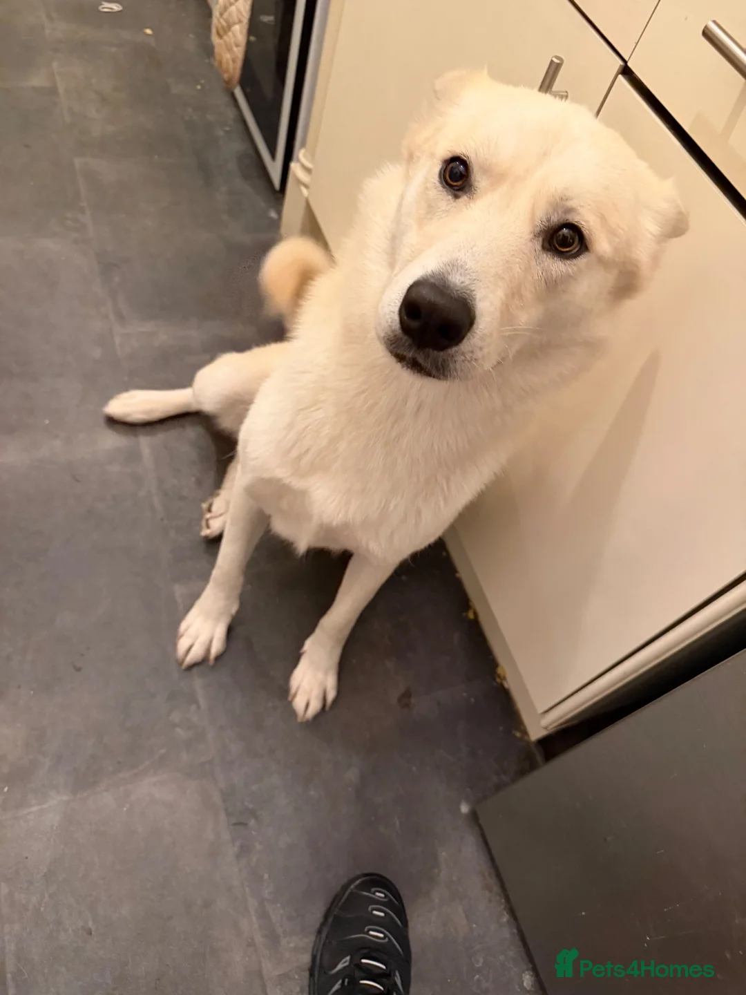Mixed Breed dogs for sale: Female husky cross breed  in Nottingham - Advert 1