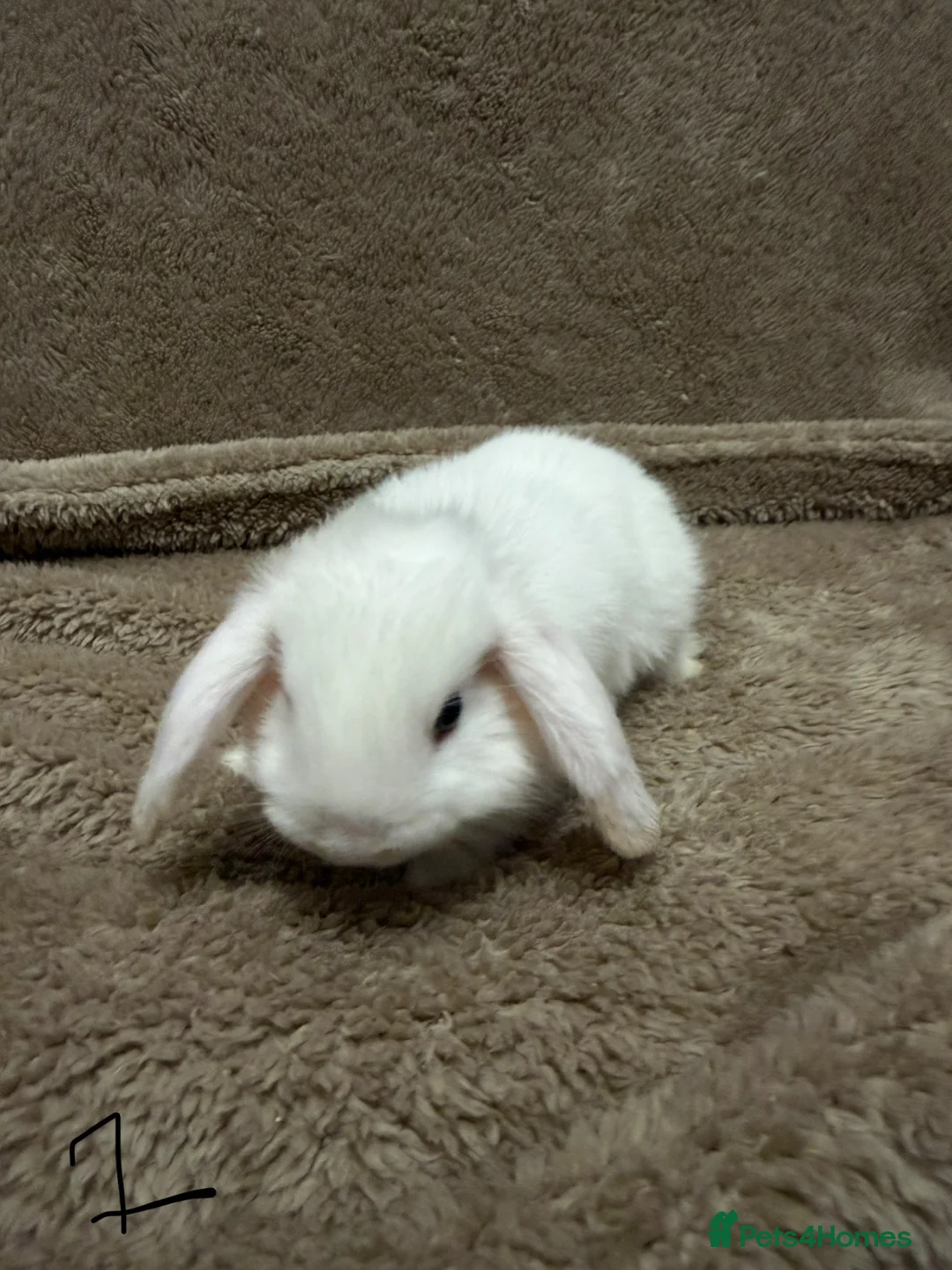 Mini Lop rabbits for sale: Pure bred mini lops  - Advert 20