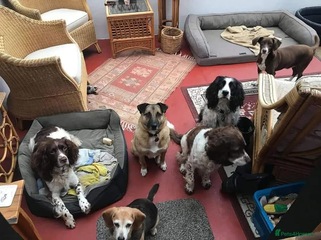 Mixed Breed dogs for adoption: Meet Jakob, currently residing in Cranage, Crew in Crewe - Advert 2