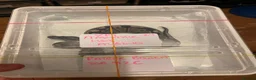 Python Snake reptiles for sale: Vpi axanthic het albino  in Ipswich - Advert 4