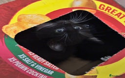 British Shorthair cats for sale: 💕✨ 4 Kittens ready for a new home 💕✨ kitten - Image 14