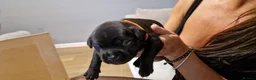 Staffordshire Bull Terrier dogs for sale: Beautiful Staffordshire Bull Terrier Puppies in Stockport - Advert 16