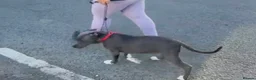 American Bull Staffy dogs for sale: Amstaff in Oswestry - Advert 2