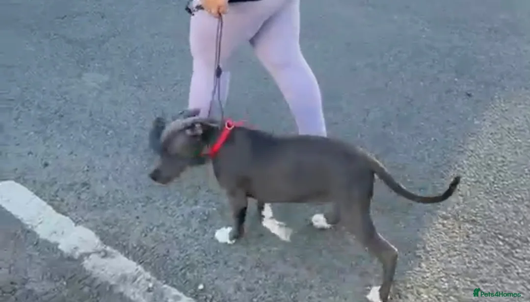 American Bull Staffy dogs for sale: Amstaff in Oswestry - Advert 2