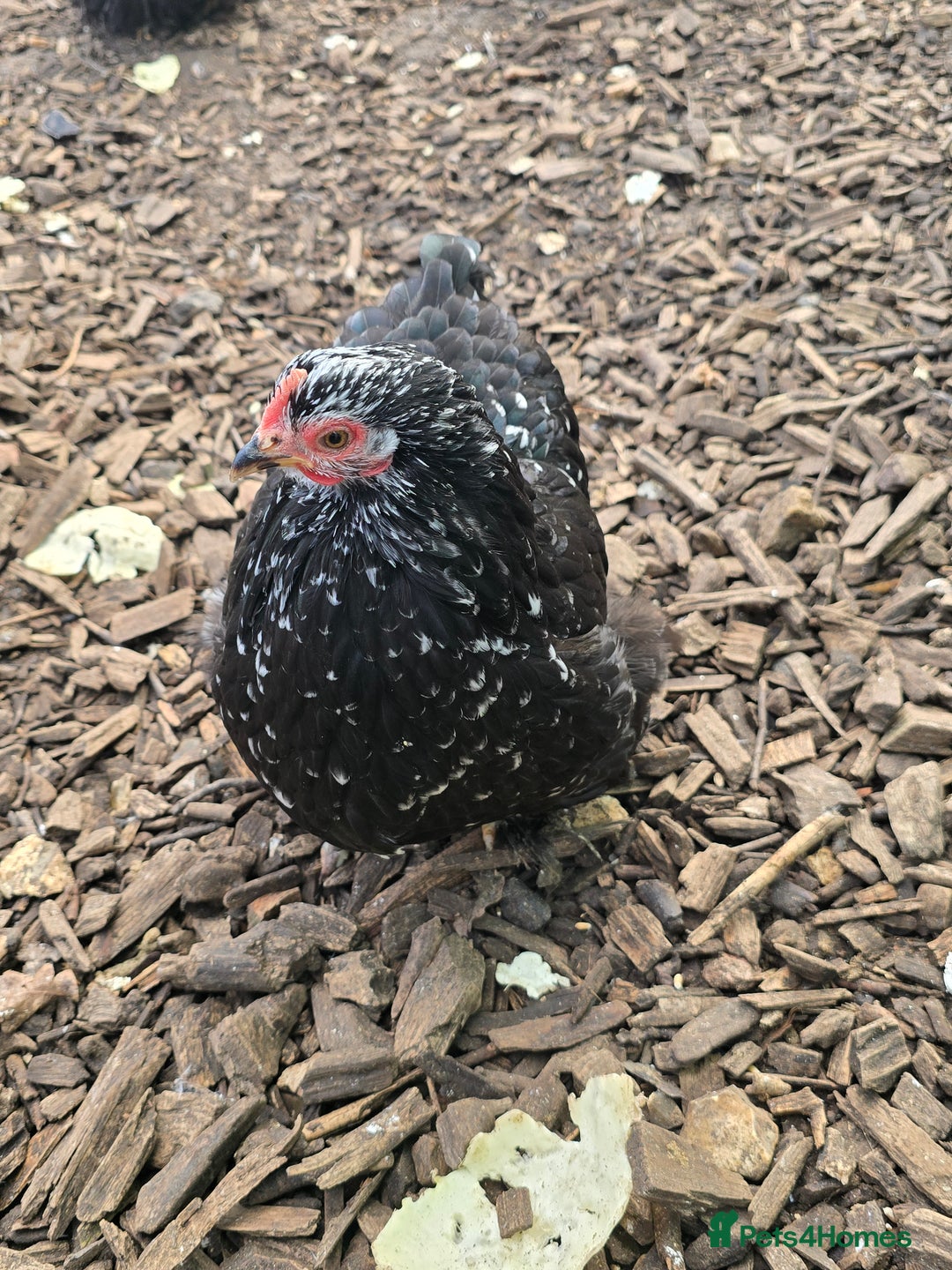 Chickens poultry for sale: Pekin Bantam Pullets  - Advert 5