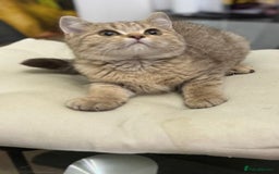British Shorthair cats for sale: British shorthair  - Image 9