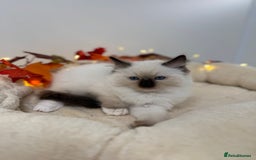 Ragdoll cats for sale: Adorable Ragdoll Kittens - GCCF registered - Image 16