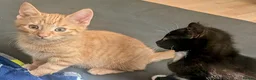 British Shorthair cats for sale: Rehoming our beloved 12 weeks old kittens - Advert 13
