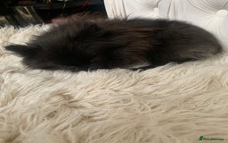 Pomeranian dogs for sale: Beautiful Tiny Pomeranian Girl  - Image 6