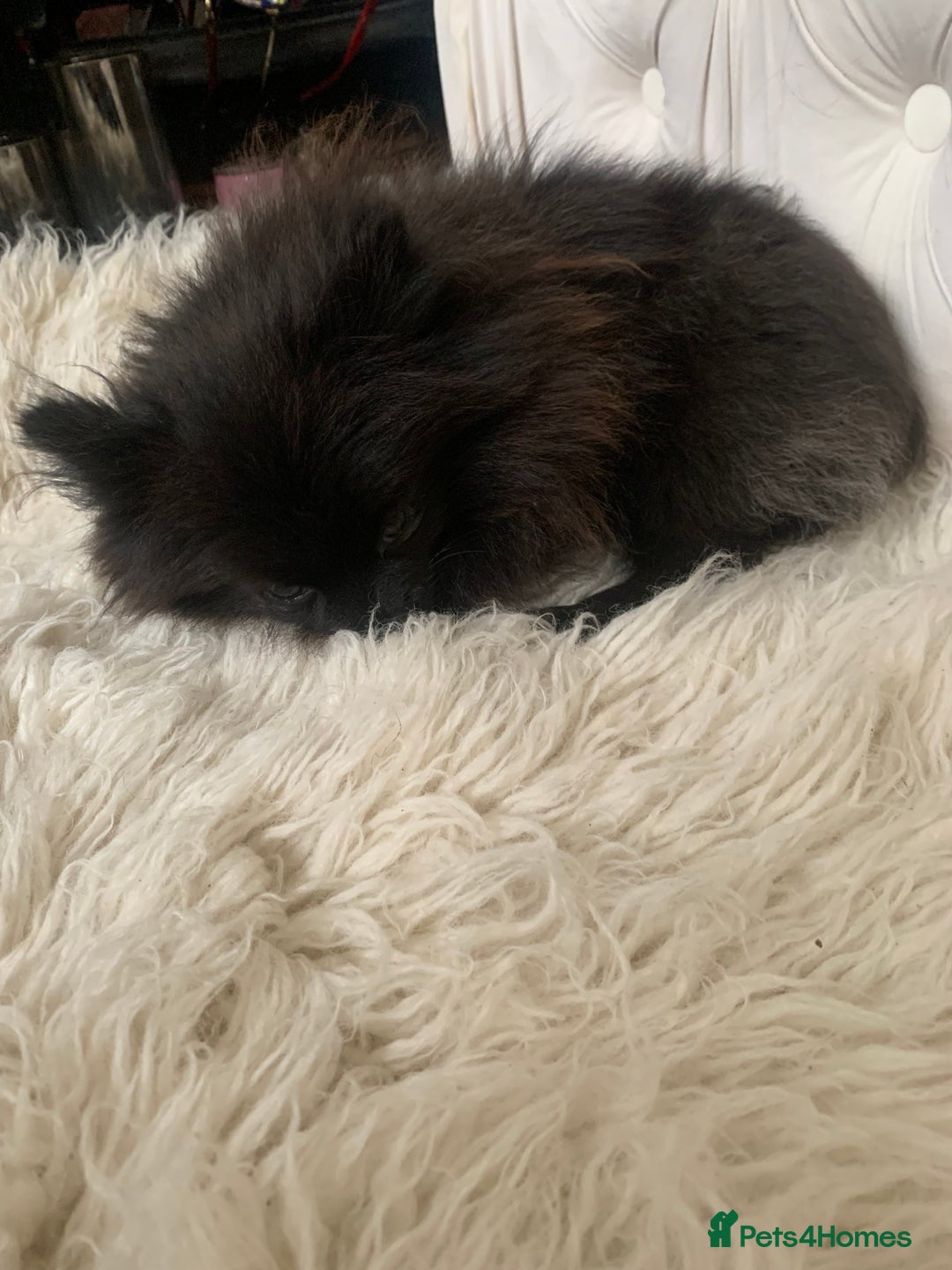 Pomeranian dogs for sale: Beautiful Tiny Pomeranian Girl  - Image 6