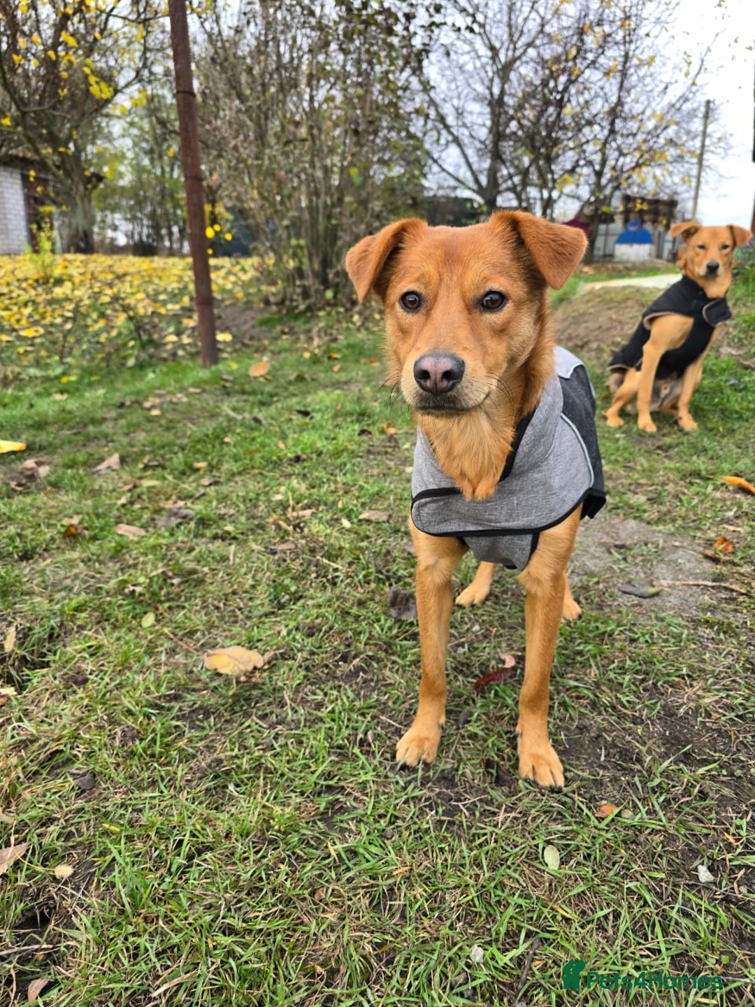 Mixed Breed dogs for adoption: 💙ARNY💙 -9 months beautiful boy needs home ASAP - Advert 11