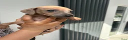 Italian Greyhound dogs for sale: Italian greyhound puppies - Advert 8