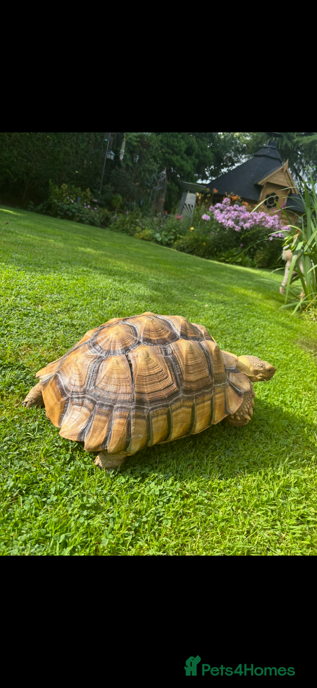 Tortoise reptiles for sale: Sulcata tortoise  - Advert 2
