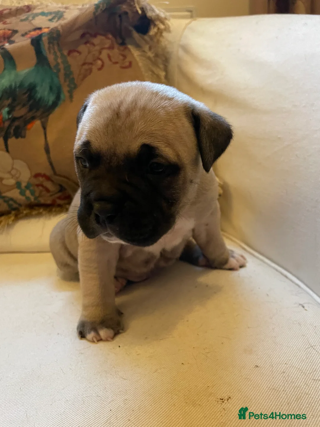 American Bully dogs for sale: ⭐️ 3/4 stunning Pocket bullys mix of colours ⭐️ - Advert 20