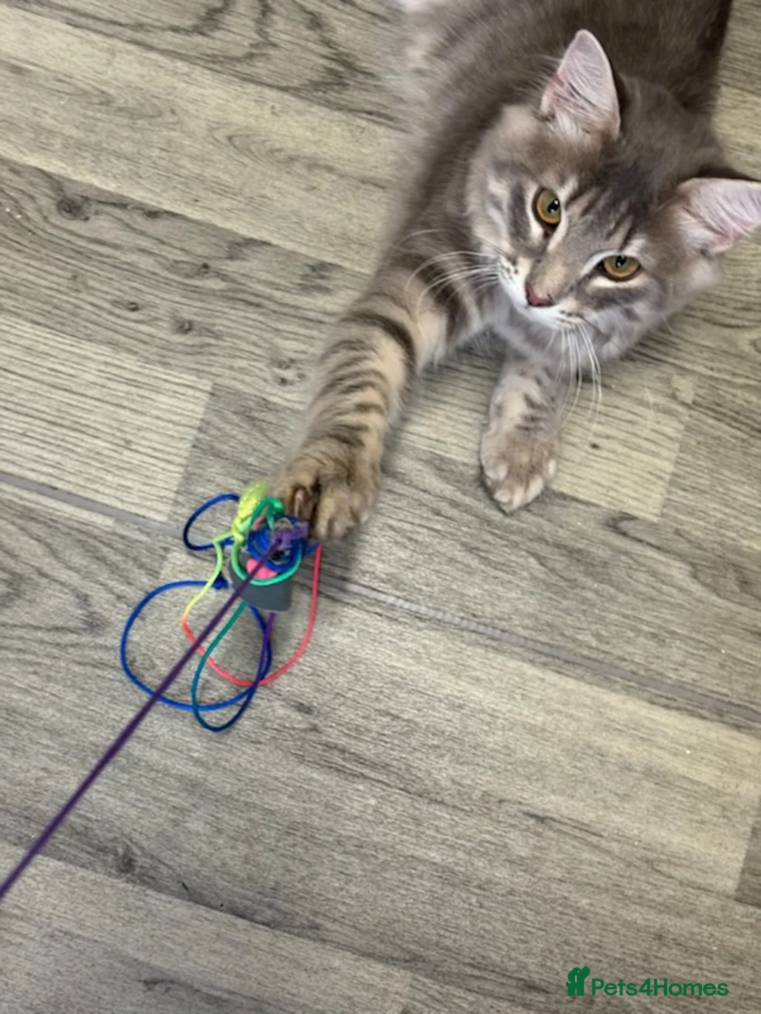 Norwegian Forest Cat cats for stud: 1 year old male for stud  - Advert 4