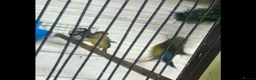 Finches birds for sale: Gouldian finch owl  finch star finch  - Advert 4