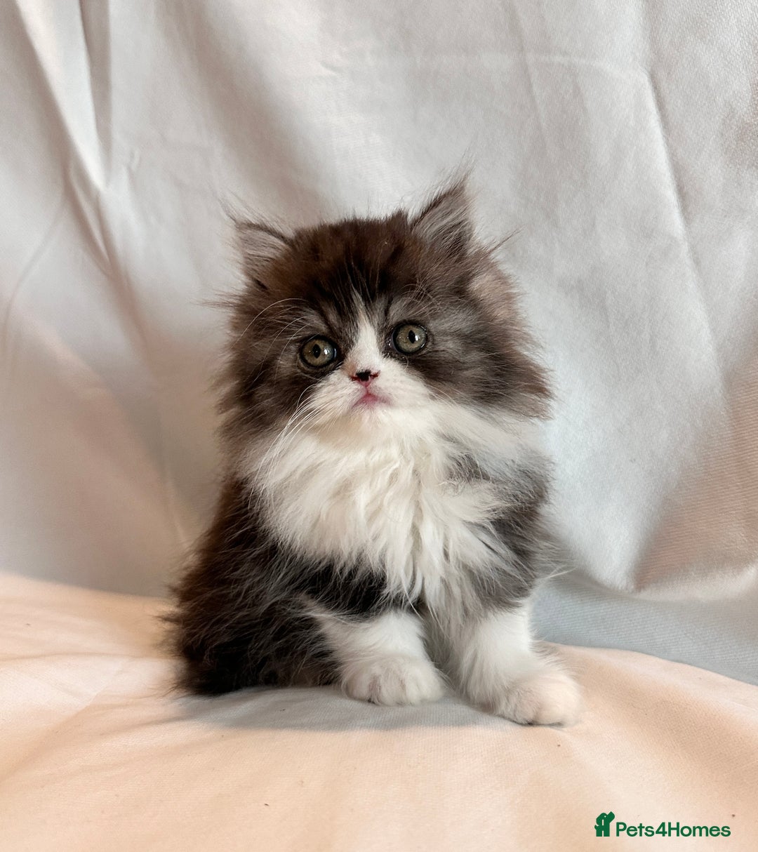 Persian cats for sale: Stunning fluffy Persian baby💗 - Advert 8