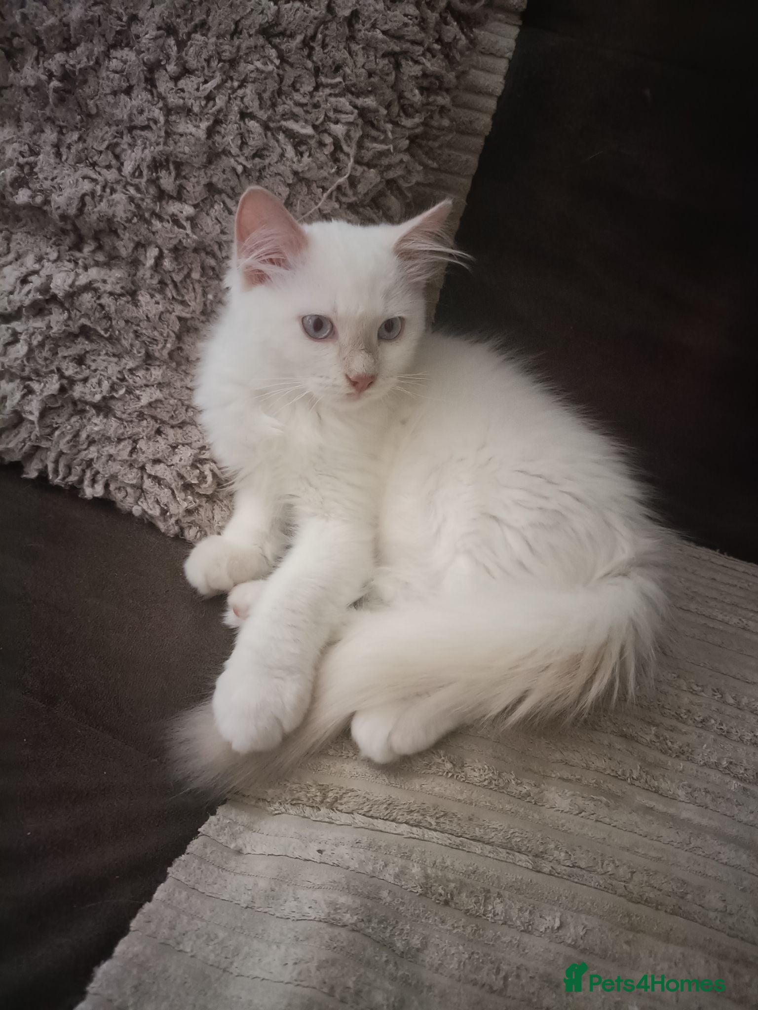 Ragdoll cats Ready now Rare active fawn point boy - Advert 2