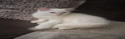 Ragdoll cats for sale: Ready now Rare active fawn point boy - Advert 2