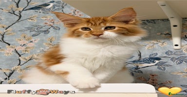 Maine Coon cats - Advert 2