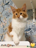 Maine Coon cats - Advert 3