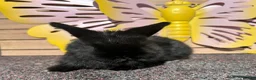 Lionhead rabbits for sale: Pure breed Lionhead  - Advert 20