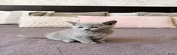 Russian Blue cats for sale: 🐾Champion Line TICA Russian Blue Kittens 🐾 - Advert 12