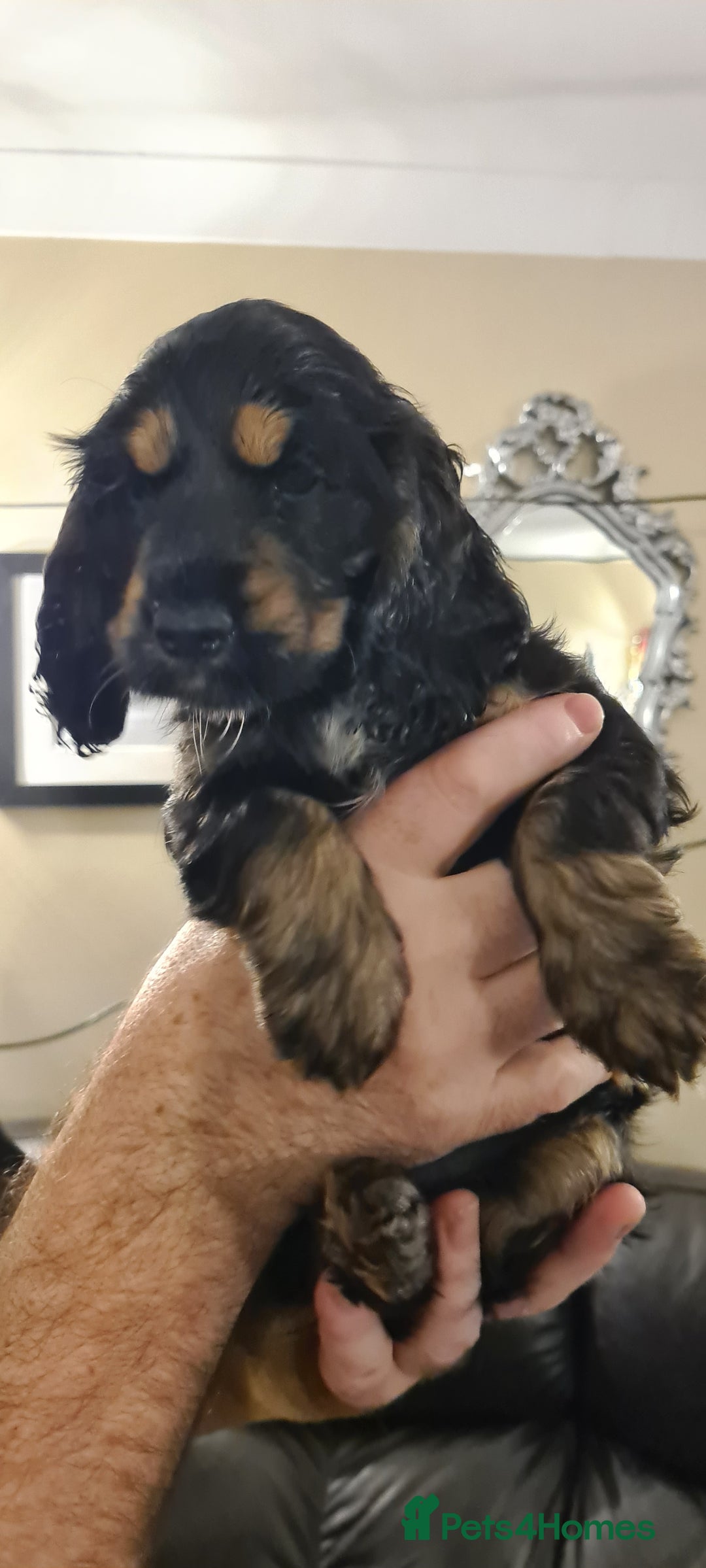 Cocker Spaniel dogs for sale: Little Girl available  - Advert 2