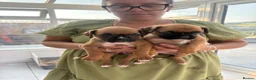 Boxer dogs for sale: Boxer puppies - Advert 2