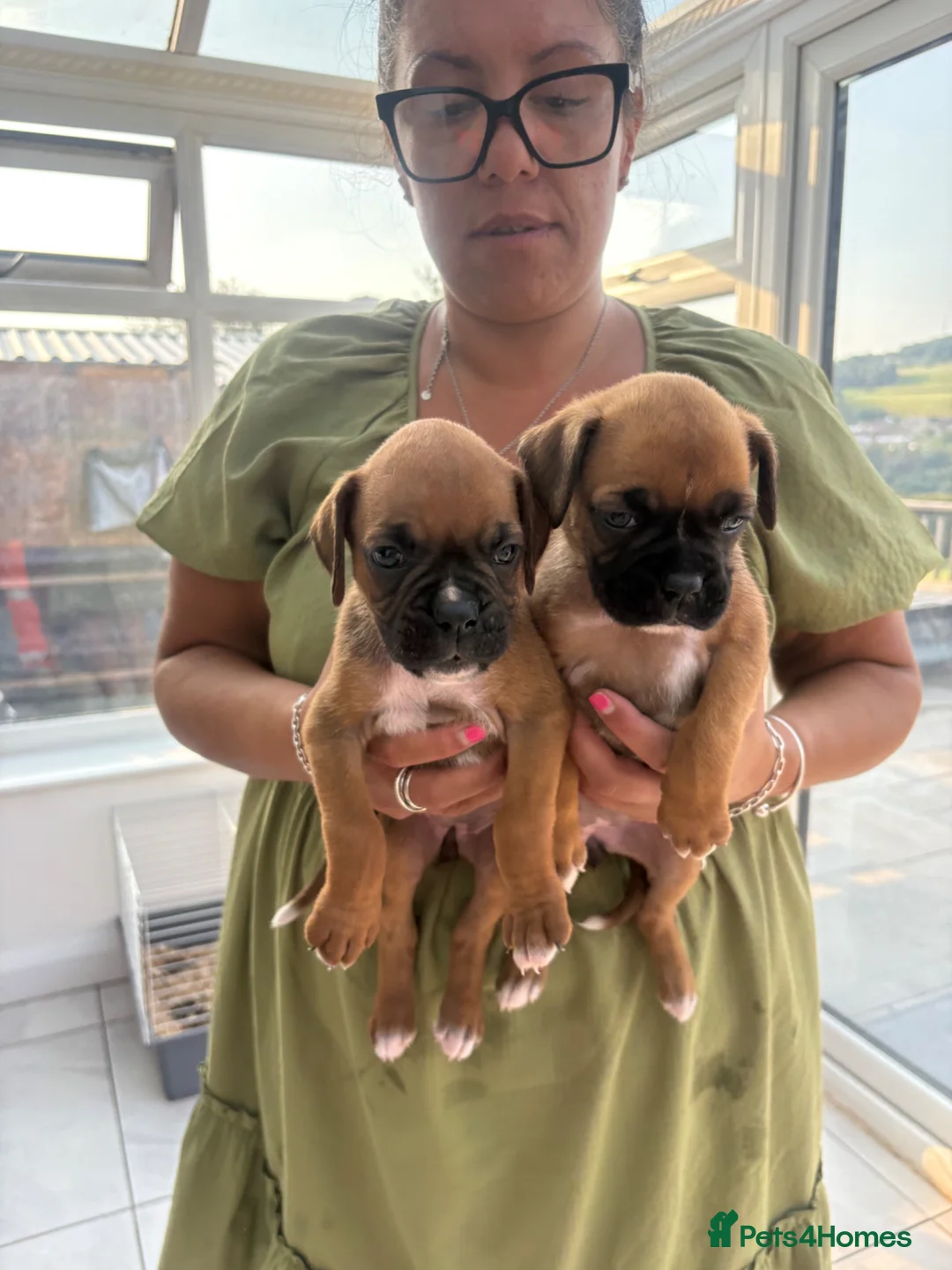 Boxer dogs for sale: Boxer puppies - Advert 2