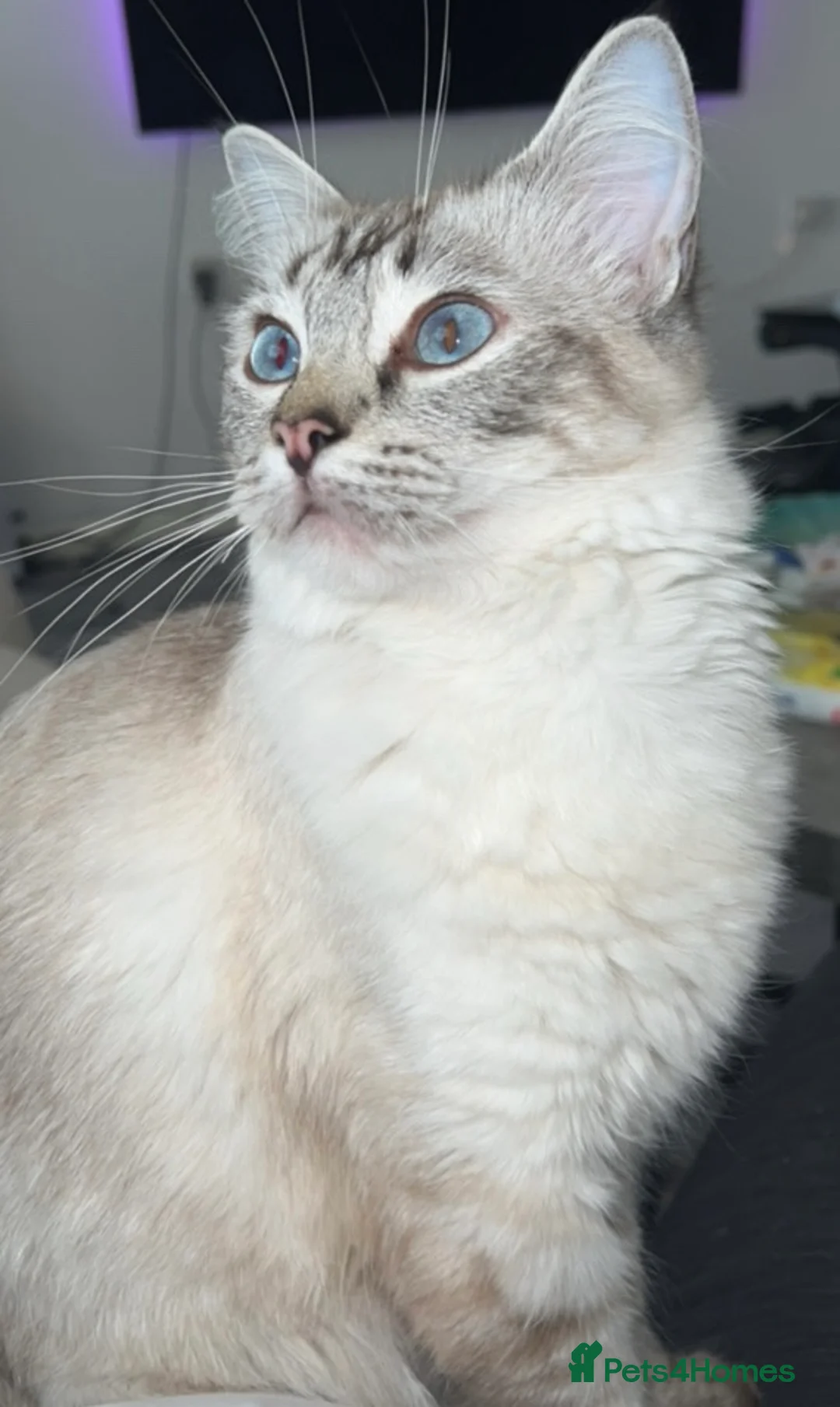 Ragdoll cats for sale: Blue eyed Ragdoll in Manchester - Advert 1