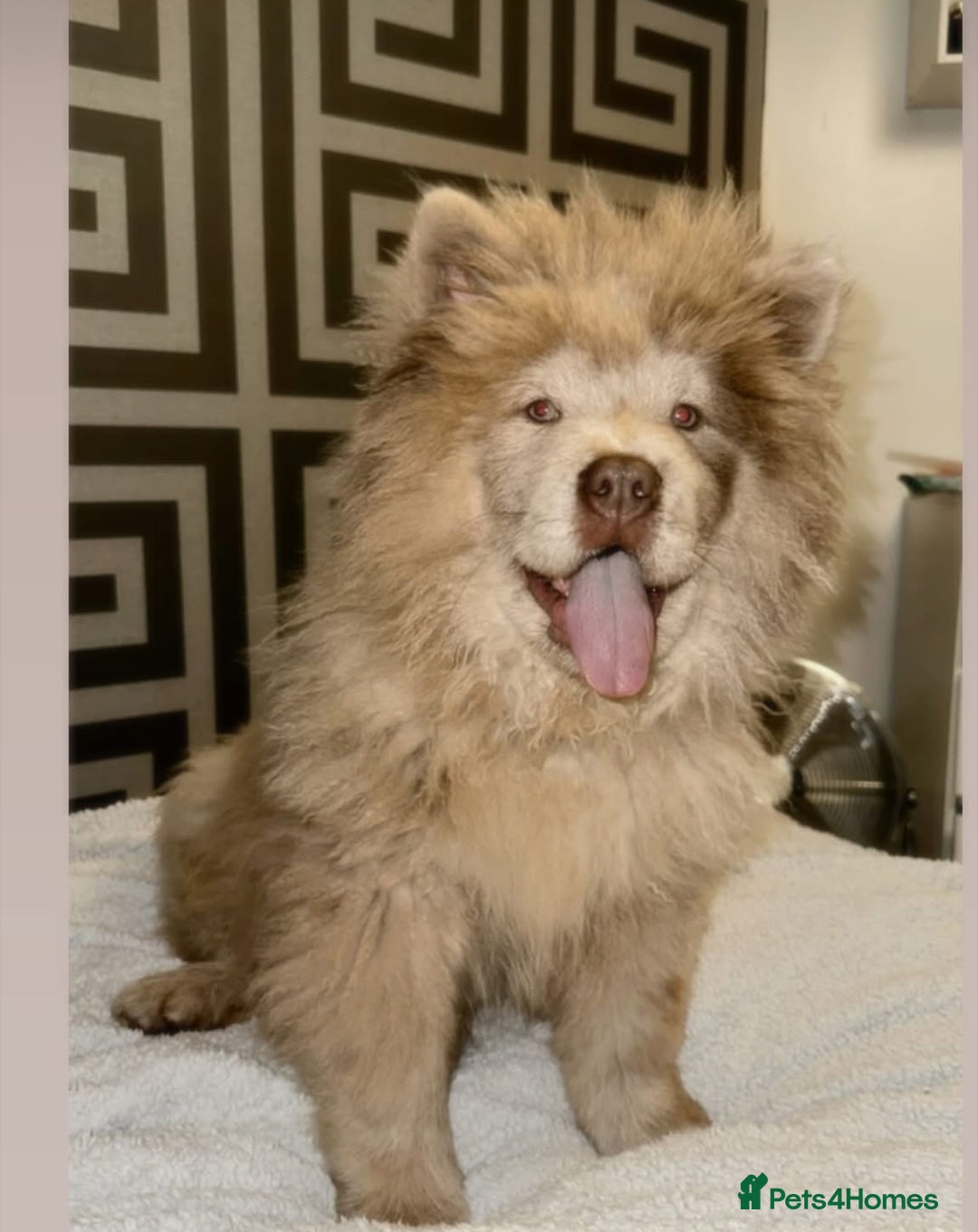 Chow Chow dogs for sale: Chow chow pups - Image 21