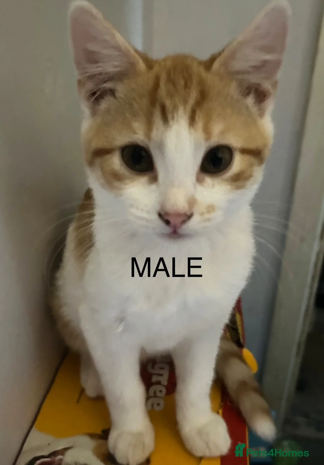 Domestic Shorthair cats for sale: Domestic shorthair ? Female  - Advert 2