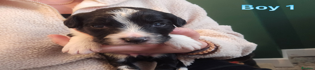 Sprollie Puppy 1