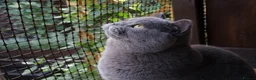 British Shorthair cats for sale: GCCF & TICA ACTIVE BSH male - Advert 15