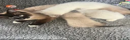 Ragdoll cats for sale: Beautiful full pedigree Ragdoll kittens Seal Blue in Hove - Advert 28