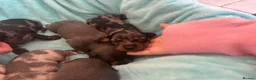 Miniature Dachshund dogs for sale: miniture dachshund puppies!! - Advert 12