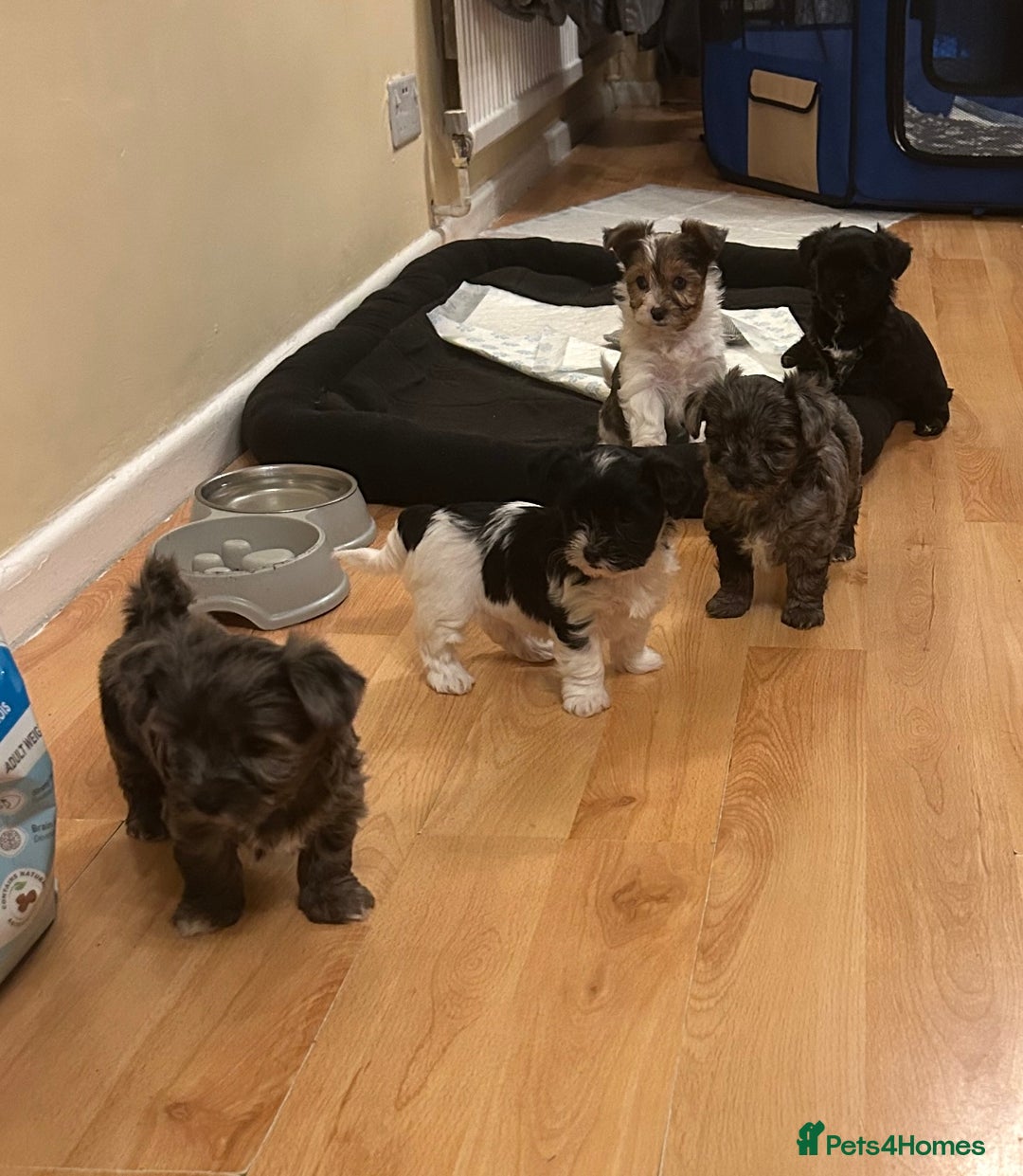 Yorkshire Terrier dogs for sale: Colourful Yorkshire terrier - Image 6