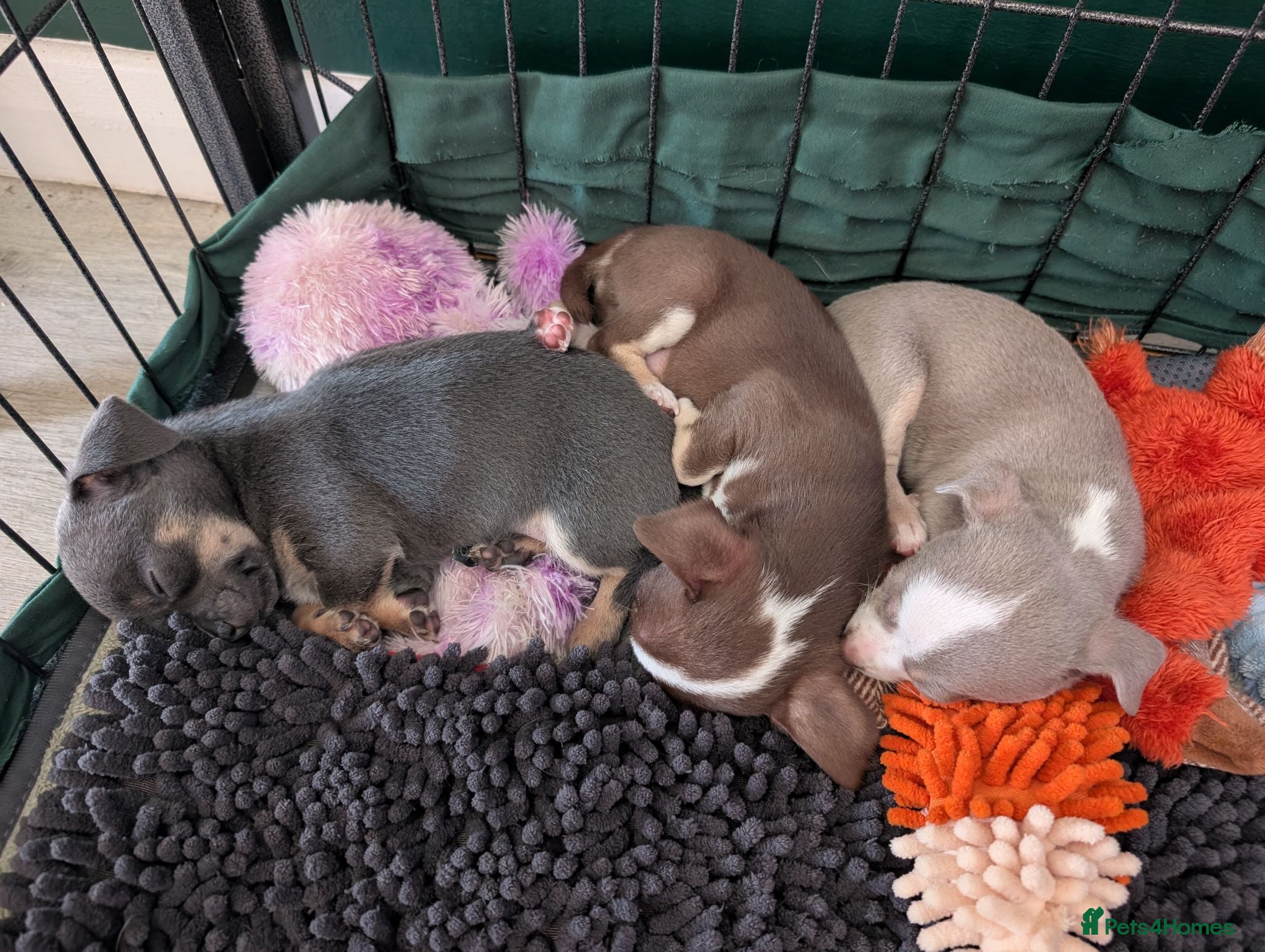 Chihuahua dogs Chihuahua puppys  - Advert 6