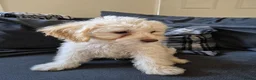 Cockapoo dogs for sale: Last boy F1 Cockapoo full vacs - ready now - Advert 4