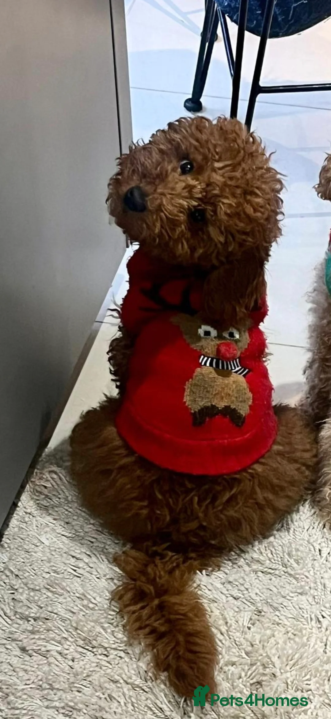 Miniature Poodle dogs for stud: EXTENSIVELY HEALTH TESTED POODLE FOR STUD - Advert 9