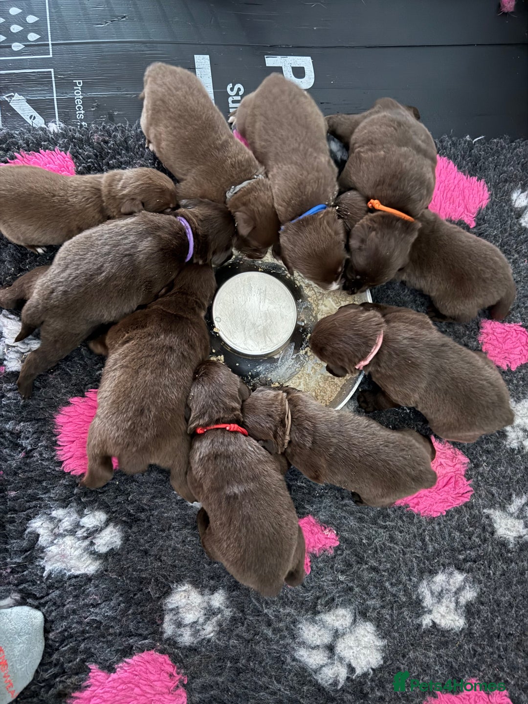 Borador dogs for sale: Gorgeous litter of chocolate Labrador cross pups  - Image 6