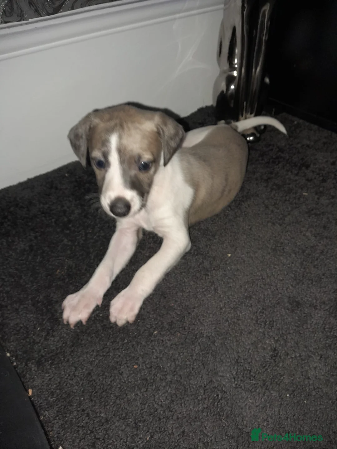 Mixed Breed dogs for sale: Italian greyhound x whippet  - Advert 2