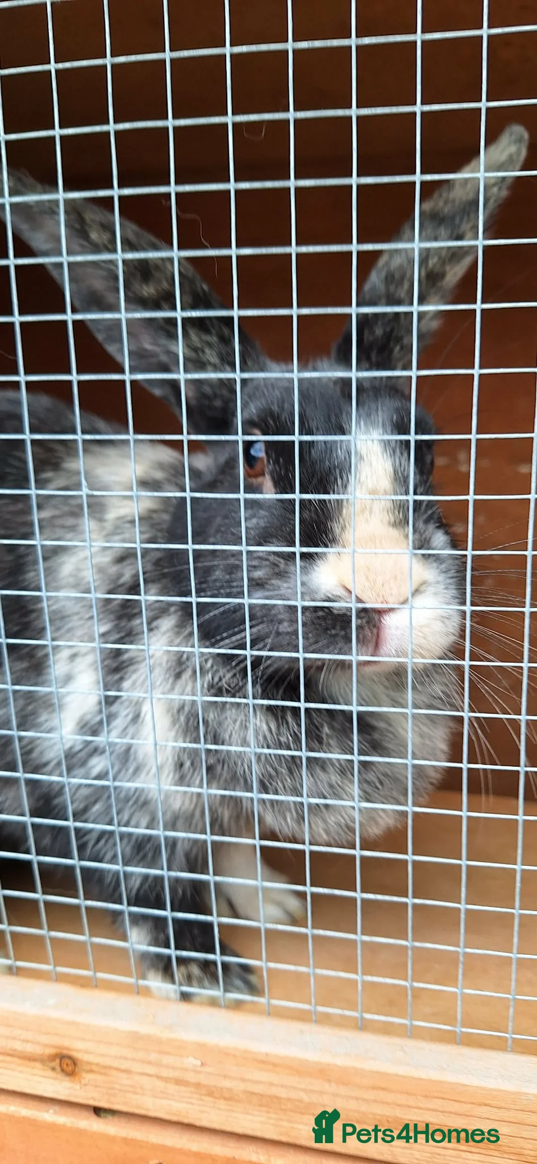 English Lop rabbits for sale: Broken Black Tort and Cream lop doe  in Wakefield - Advert 2