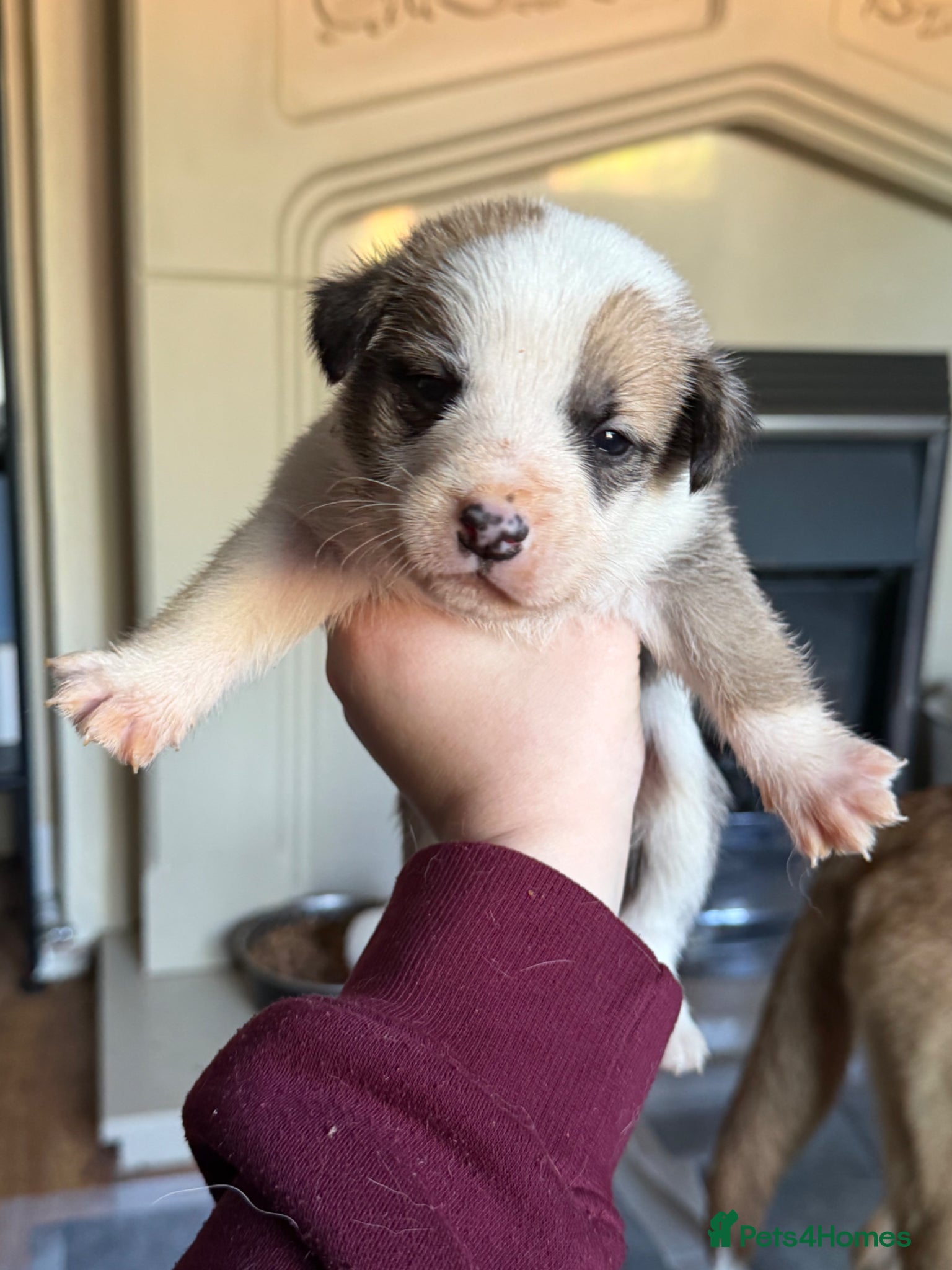 Mixed Breed dogs Puppies mixed bread  - Advert 1