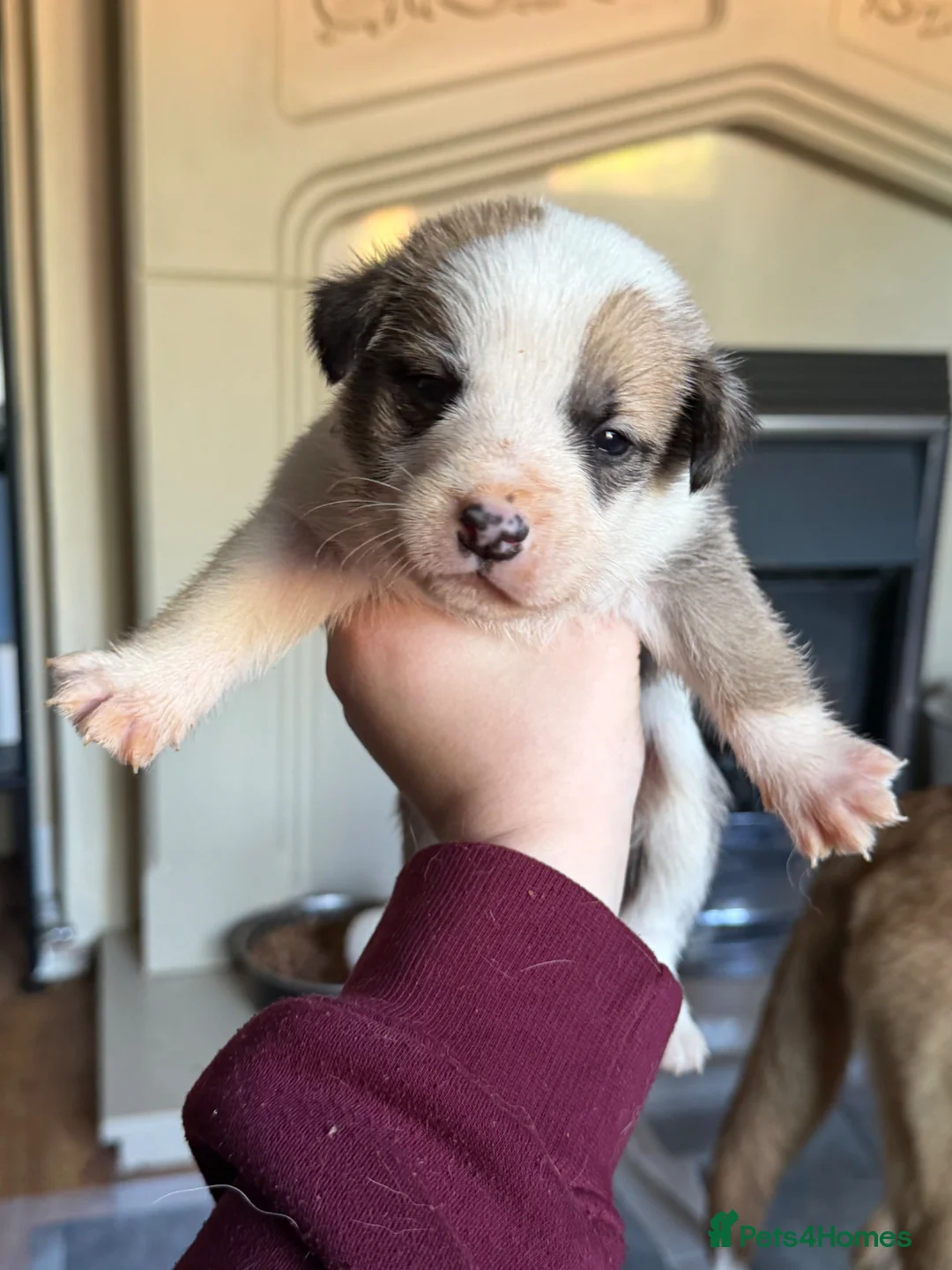 Mixed Breed dogs for sale: Puppies mixed bread  in Stoke-on-Trent - Advert 1