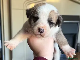 Mixed Breed dogs Puppies mixed bread - Advert 16