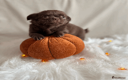 Chihuahua dogs for sale: Long coat chihuahua puppies  - Image 5