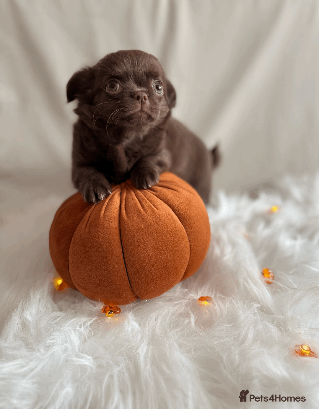 Chihuahua dogs for sale: Long coat chihuahua puppies  - Image 5
