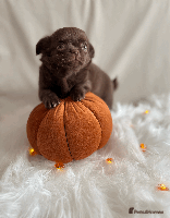 Chihuahua dogs - Advert 3